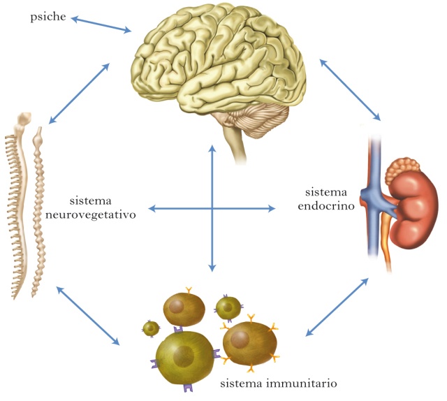 psiconeuroendocrinoimmunologia
